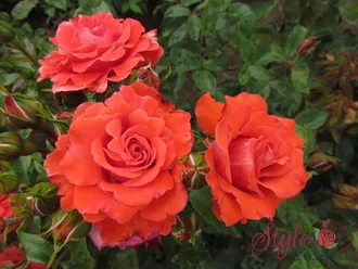 8cyxvf7dr18g0cg84os8oks0044wgc | ЛПХ питомник роз "ГАРАНТ"