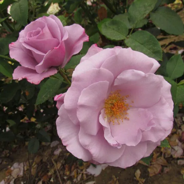 Dioressence_Floribunda_Garden_Rose_18_02-scaled-600x600 | ЛПХ питомник роз "ГАРАНТ"